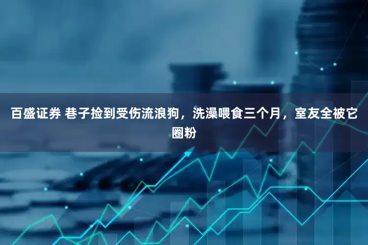 百盛证券 巷子捡到受伤流浪狗，洗澡喂食三个月，室友全被它圈粉